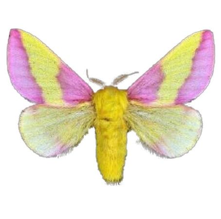 rosey maple moth