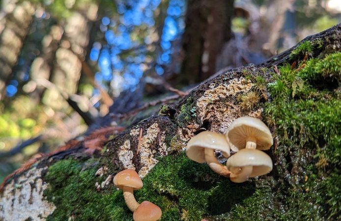 Mushrooms 🍄 forest