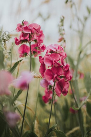 selective focus photography of pink moth orchids photo – Free Flower Image on Unsplash