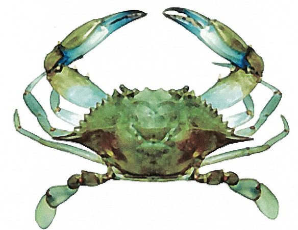 green crab - Google Search