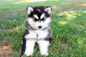 Adorable Siberian Husky Pictures of Past Puppies | Husky Palace