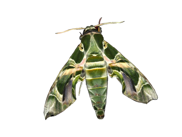 oleander hawk moth