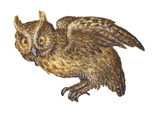 medieval owl