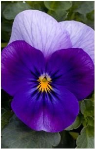 Flowers violet