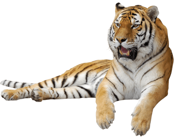 Free Tiger PNG Transparent Images, Download Free Clip Art, Free Clip Art on Clipart Library