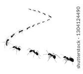 ants - Google Search