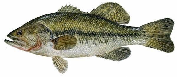 bass fish - Google Search