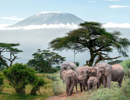 Mt. Kilimanjaro and Savannah Elephants