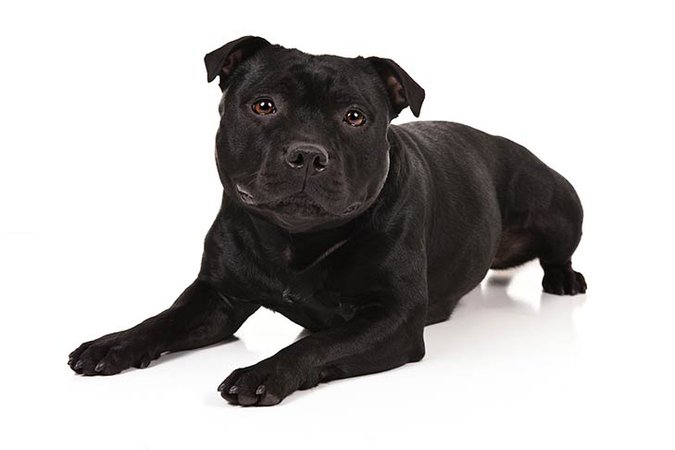 Black Staffordshire Terrier