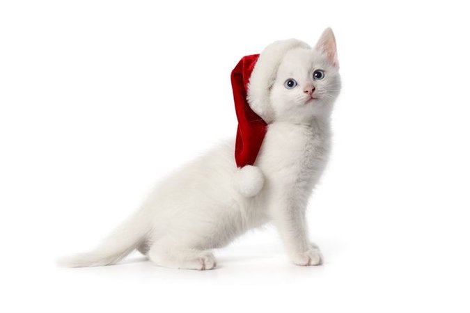 christmas kitty