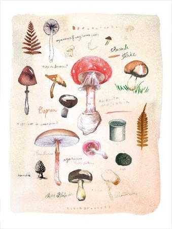mushrooms - Recherche Google