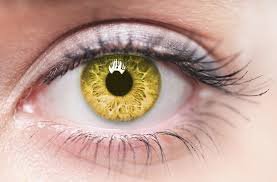 yellow eyes - Google Search