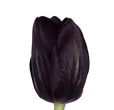 blackest tulip - Google Search