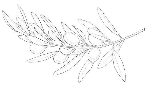 olive branch sketch