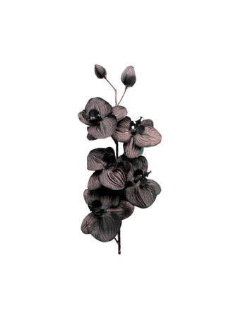 black orchids flowers
