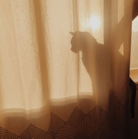 sunlight cat aesthetic