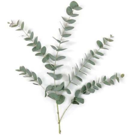 eucalyptus stem