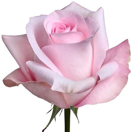 light pink roses - Google Search