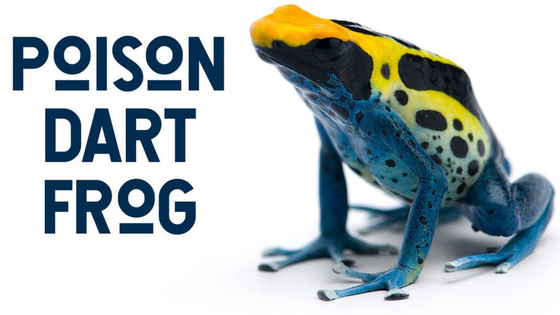 How a Poison Dart Frog Kills You - Stone Age Man