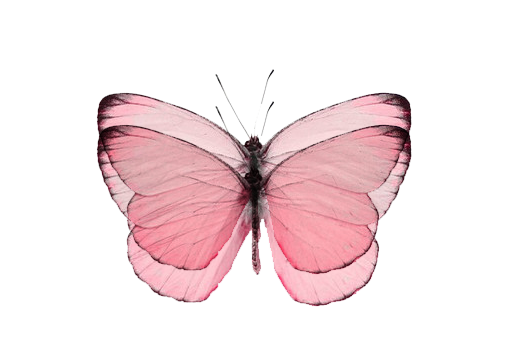 pink_butterfly_transparent_png_jessicamaccormackrmack_tumblr