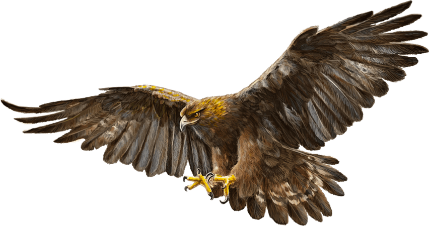 golden eagle no background - Google Search