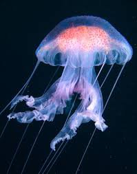 jellyfish - Google Search