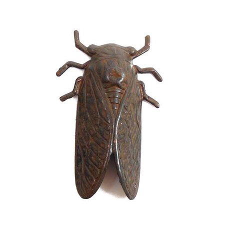 Rusty cicada