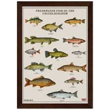 fish poster frame - Google Search