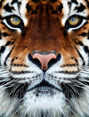 tiger photography - Google Search