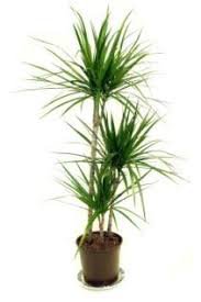 tall house plants - Google Search