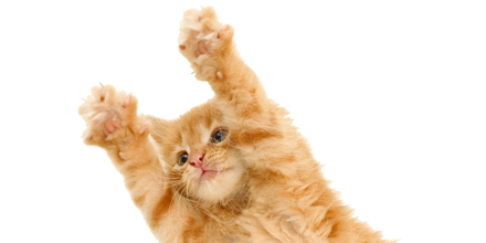 Kitten PNG Transparent Images - PNG All