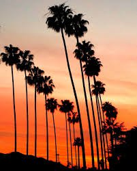 los angeles palm trees - Google Search