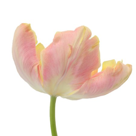 Salmon Parrot Novelty Tulips | FiftyFlowers.com