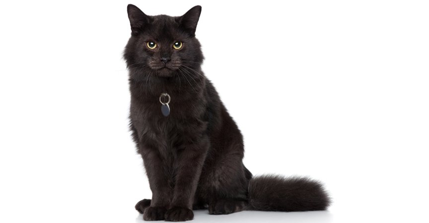 What Are The Types Of Black Cat Breeds? | Petfinder