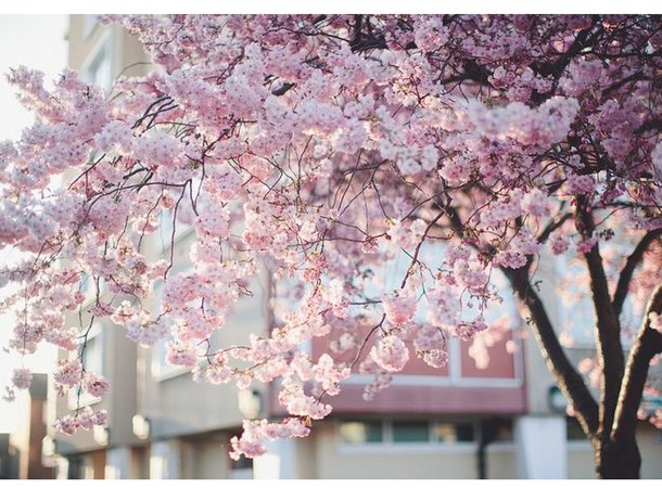 cherry blossom