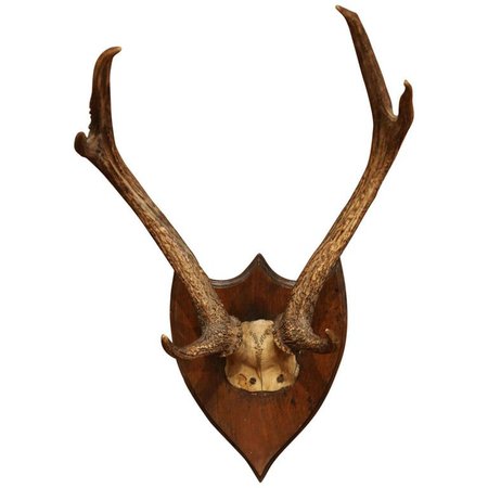 deer horns wall mount - Google Search