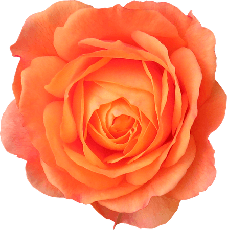Orange Rose PNG Image for Free Download