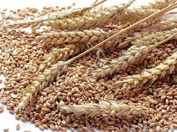 Corn, Grains, and Wheat Quiz | Britannica.com
