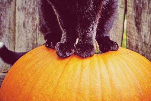 black cat halloween tumblr - Google Search