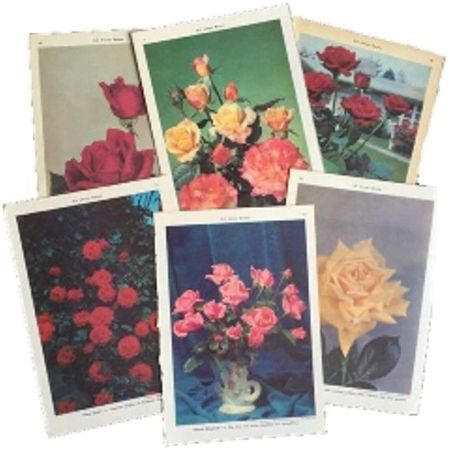 vintage floral prints