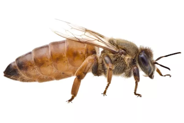 queen-bee