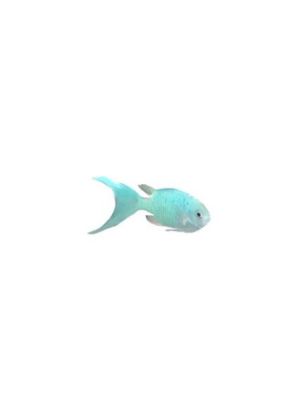 aqua fish png filler