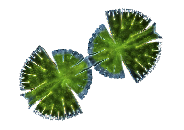 Desmids (Green Algae) - Micrasterias rotata