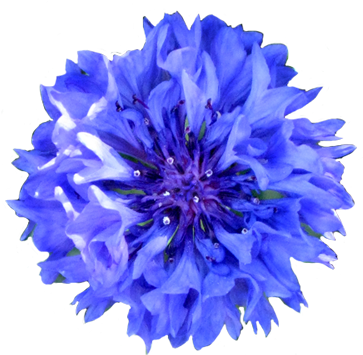 real flower clipart - Google Search