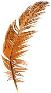 orange feather png - Google Search