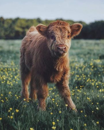 Baby Brown Cow
