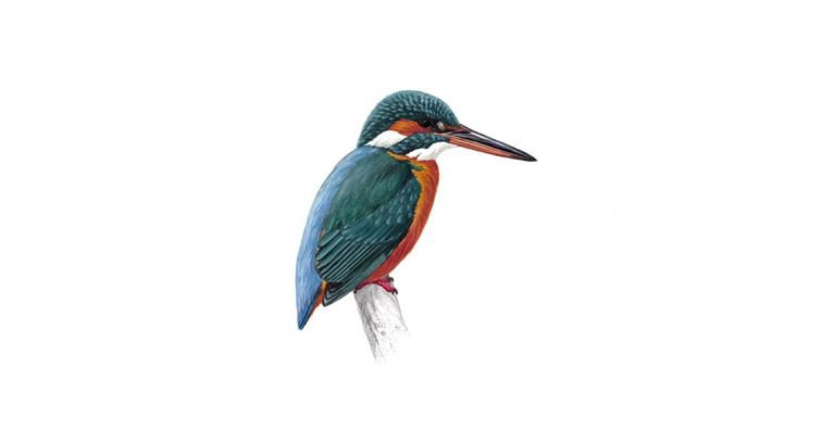Kingfisher Bird Facts | Alcedo Atthis - The RSPB