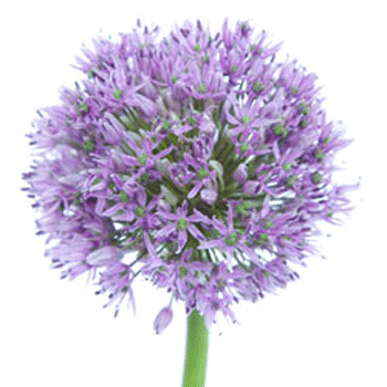 Allium Lilac Lavender Flower | FiftyFlowers.com