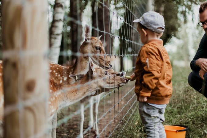 toddler boy in a zoo - Google Search