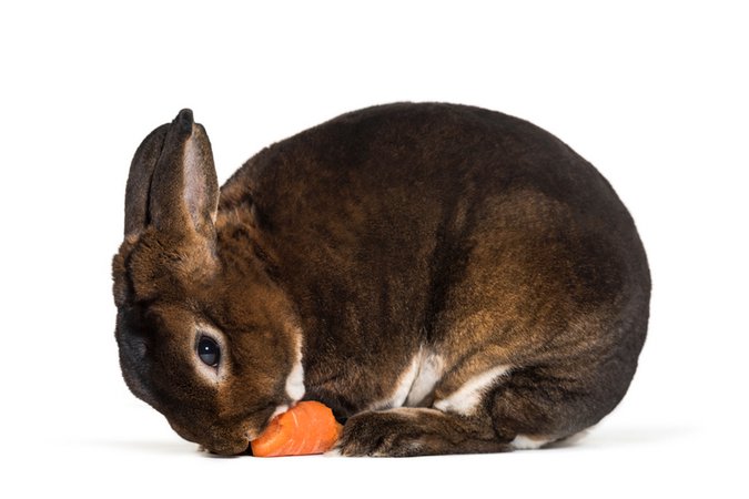 Rex Rabbit as a Pet | Pet Comments